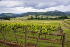 king-estate-winery-vineyard-landscape-signature