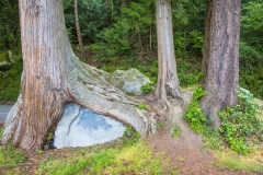 natures-grasp-chuckanut-drive-washington