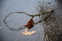 autumn-leaf-entering-river