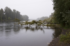 fallen-tree-over-river-harrisburg-oregon