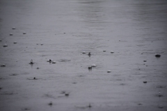 raindrops-falling-in-willamette-river-harrisburg-oregon