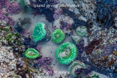 giant-green-anemones-in-Oregon-tidepool