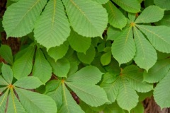 Horse-chestnut-leaves