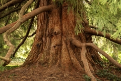 Sequoia-tree-in-park