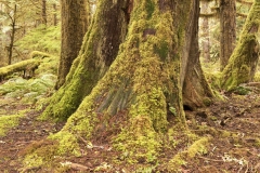 moss-covered-trees-beside-mckenzie-river