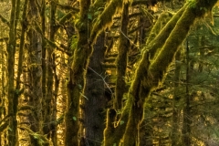 mossy-trees-2-vertical