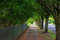 tree-lined-sidewalk