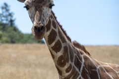 Giraffe-at-zoosafari-winston-oregon-1-cropped