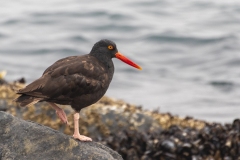 black-oystercatcher-oregon