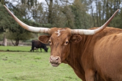 cow-in-green-island-area-close-up