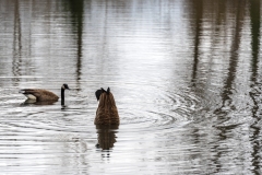 geese-feeding-delta-ponds-copy