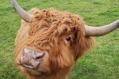 highlands-bull-1