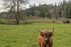 highlands-bull-2-cropped