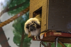 marmoset-wildlife-safari-winston-oregon