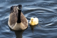 mother-goose-and-her-gosling-cropped