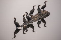 six-cormorantsA