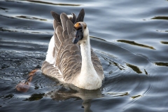 swan-goose-at-alton-baker-park-close-crop