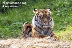 tiger-at-point-defiance-zoo-and-aquarium-copy