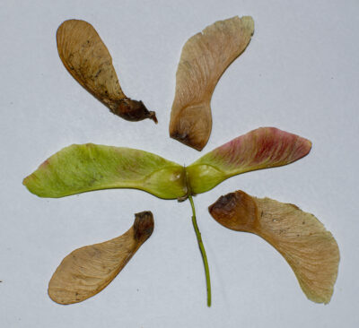 a circular grouping of samara seed pods