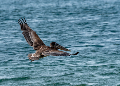 Brown pelican in flight with water and waves in the background